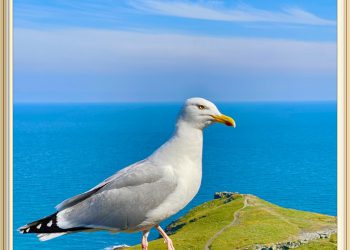 HAVE YOU MET STEPHEN- CAMELOT RESIDENT SEAGULL?