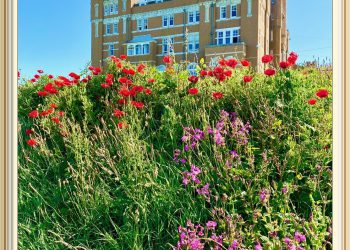 CAMELOT BEAUTIFUL GARDEN